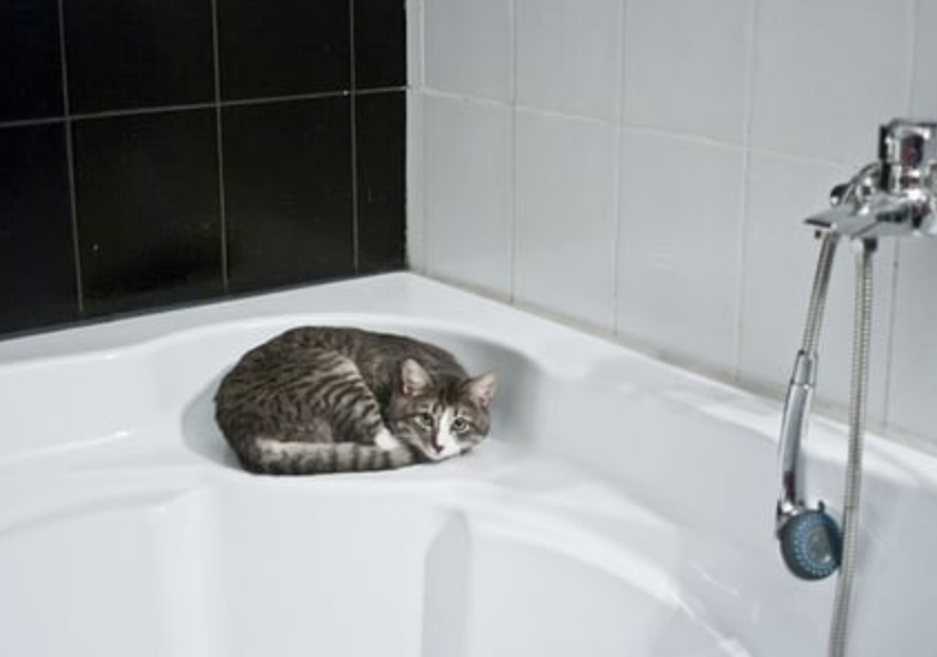 Adorable kitty cat laying on on top of a tub before bathing